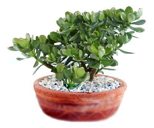 La mejor planta para cada estancia La mejor planta para cada estancia
